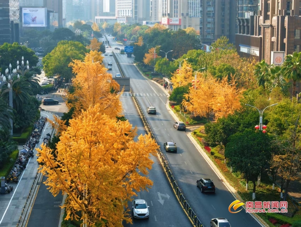 南昌：银杏金黄入画来（图）