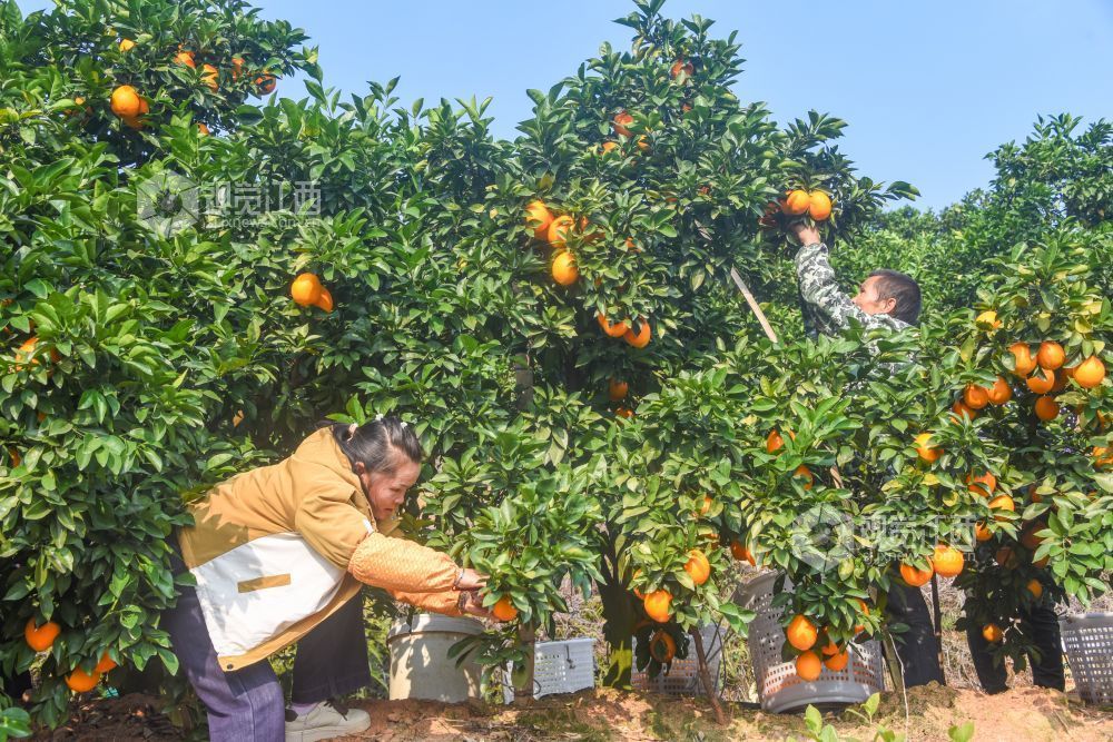12月8日，江西省遂川县泉江镇大桥村“聚满源”农林综合生态园里， 农民在脐橙基地采摘脐橙。