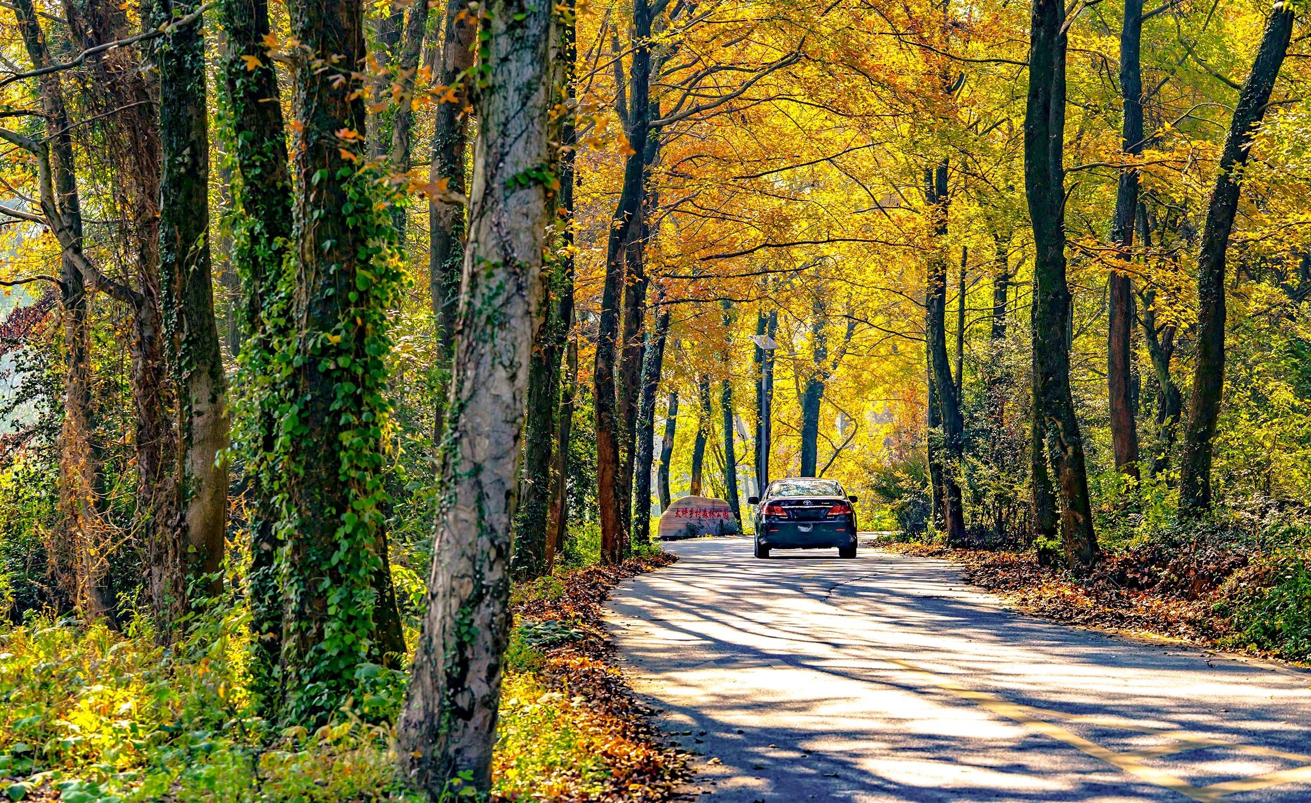 仙女湖藏了个初冬“打卡地” 港背村枫林小道颜值上线