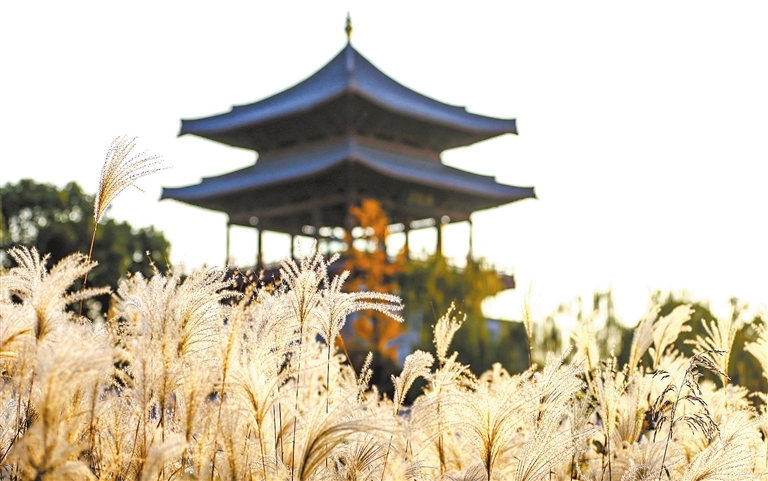 九江冬日琵琶亭：芦苇斜阳映照千年诗韵（图）