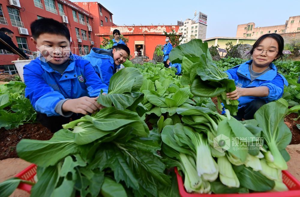 2025年12月10日，江西省宜春市万载县康乐实验学校的学生们在学校劳动教育实践基地采收蔬菜，让学生体会劳动的成果，体验采收的乐趣。
