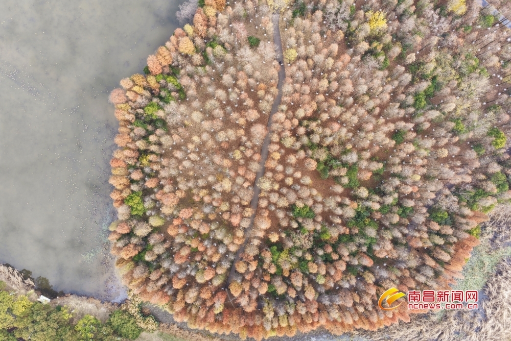 南昌：冬日湿地 层林尽染（图）