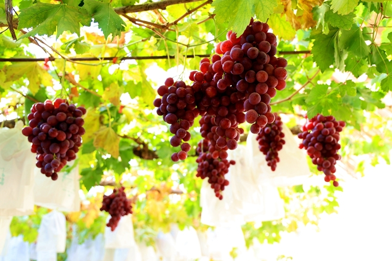 甘肃临泽甜蜜产业好丰景　开启冬日“萄”醉时光