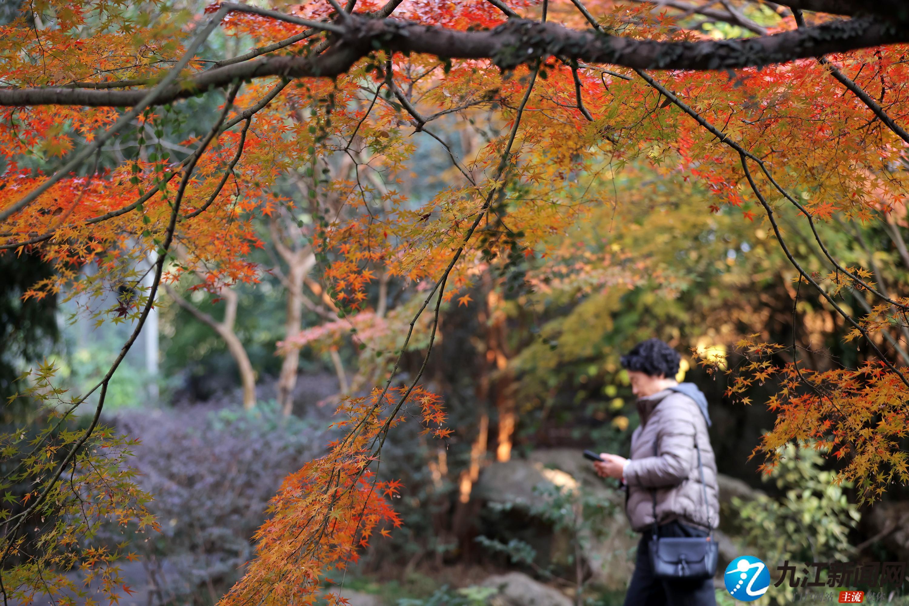 九江南湖公园：鸡爪槭与银杏共绘冬日浪漫画卷（图）