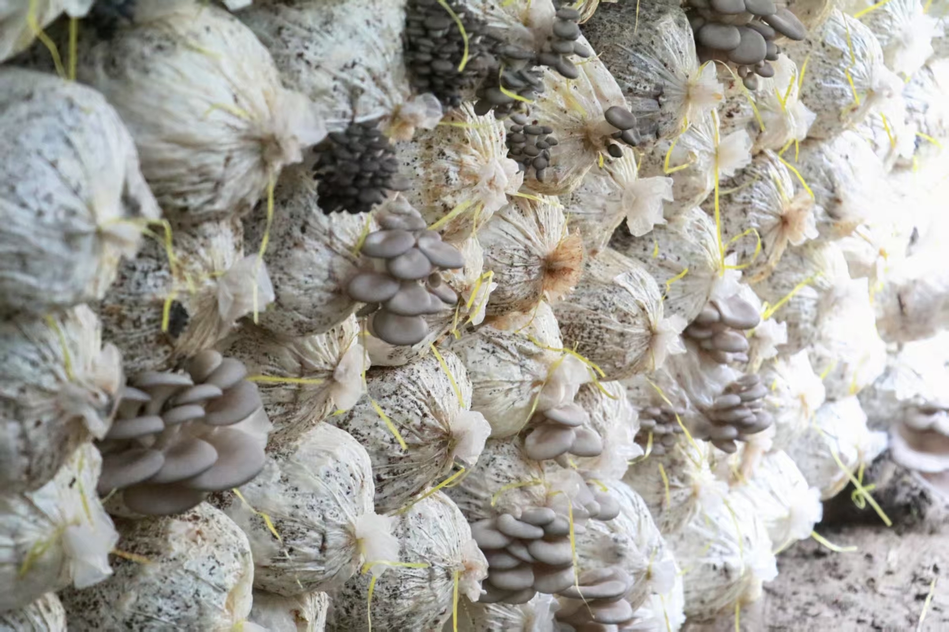 富口袋美生态,丰县“人大监督+公益诉讼”作用大!