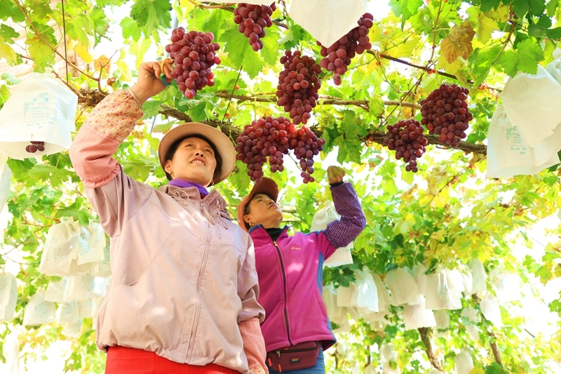 甘肃临泽甜蜜产业好丰景　开启冬日“萄”醉时光
