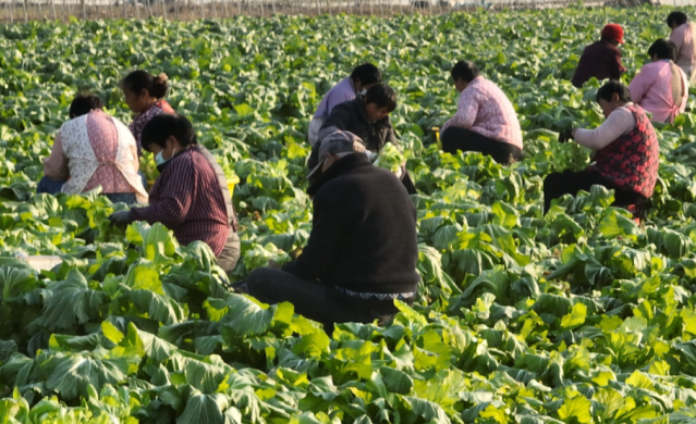 “致富田”迎丰年,丰县特色产业孕育增收新希望