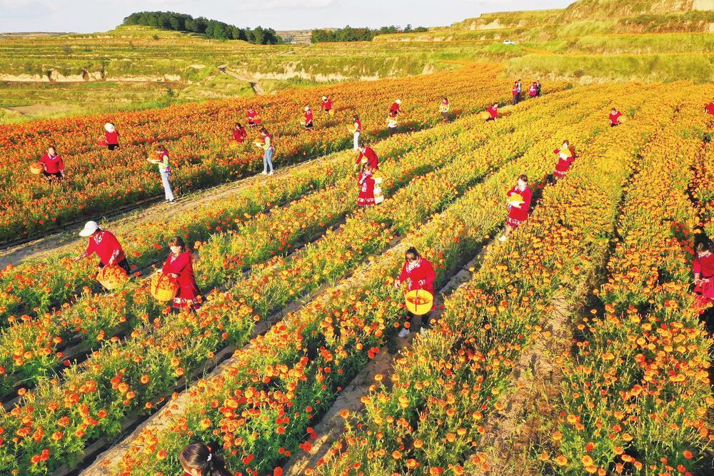 清水县的万寿菊迎来丰收（资料图）