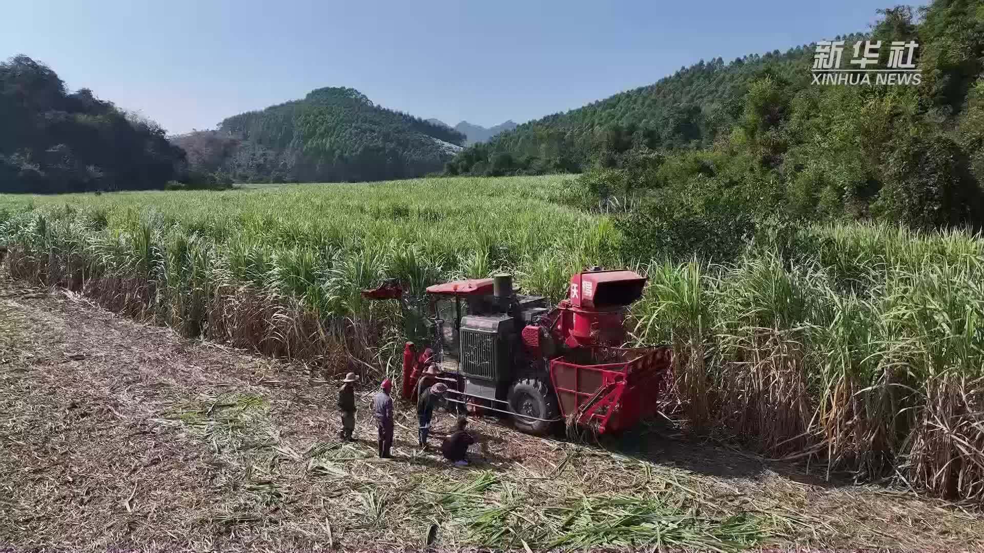 广西融安：蔗田机声隆 科技助农忙