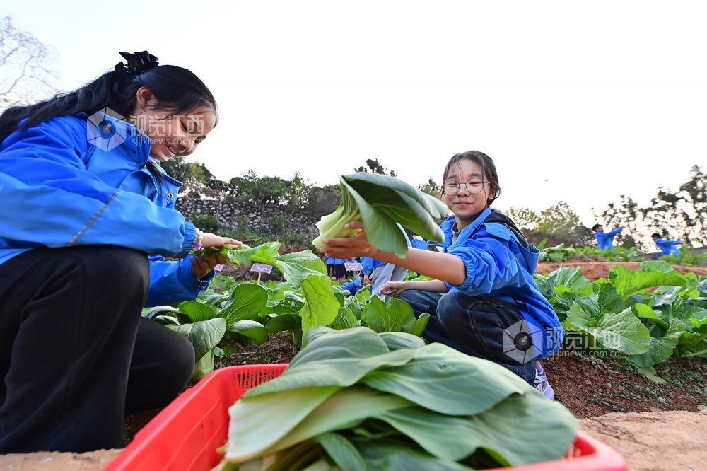 2025年12月10日，江西省宜春市万载县康乐实验学校的学生们在学校劳动教育实践基地采收蔬菜，让学生体会劳动的成果，体验采收的乐趣。