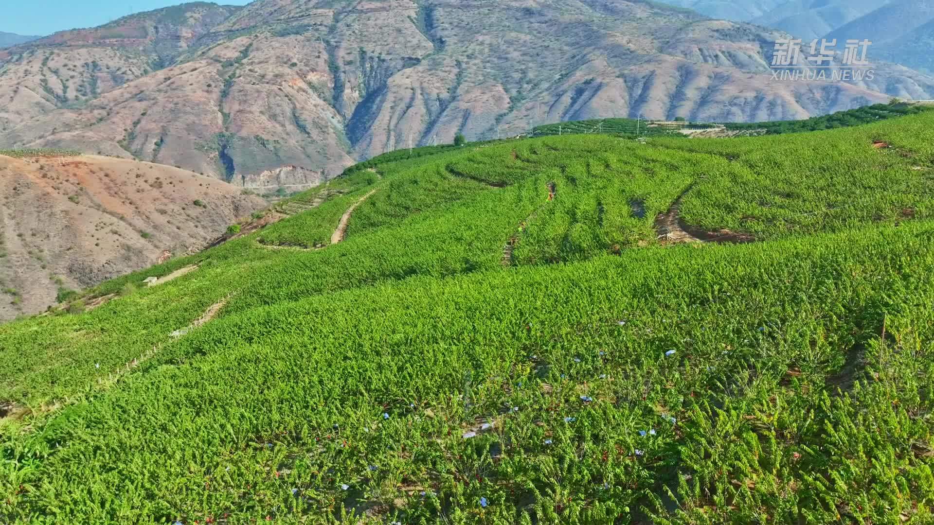 云南元江干热河谷里的“甜蜜经济”