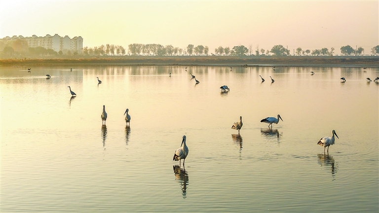 九江:生态美如画 人鸟共家园(图)