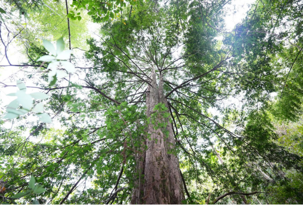 江西铜鼓:守护百万红豆杉 绘就生态富民好“丰”景