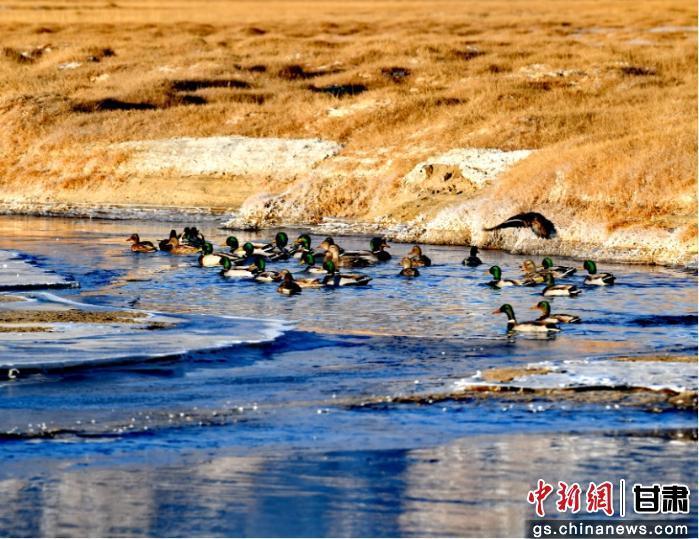 图为甘肃盐池湾国家级自然保护区内的绿头鸭　肃北县委宣传部供图