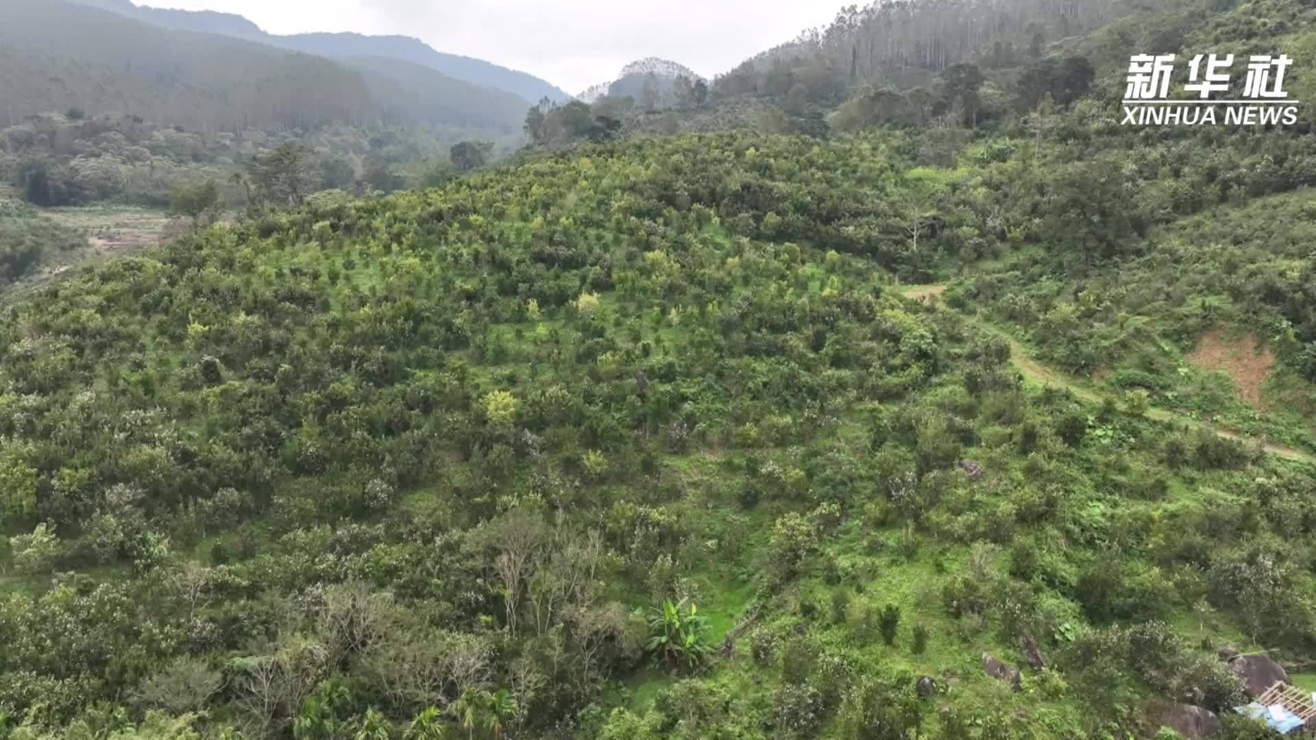 海南五指山油茶丰收 特色产业激活乡村振兴动能