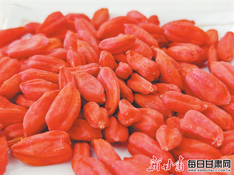 甘肃酒泉枸杞科技小院收获的枸杞　新甘肃&middot;甘肃日报记者　徐俊勇