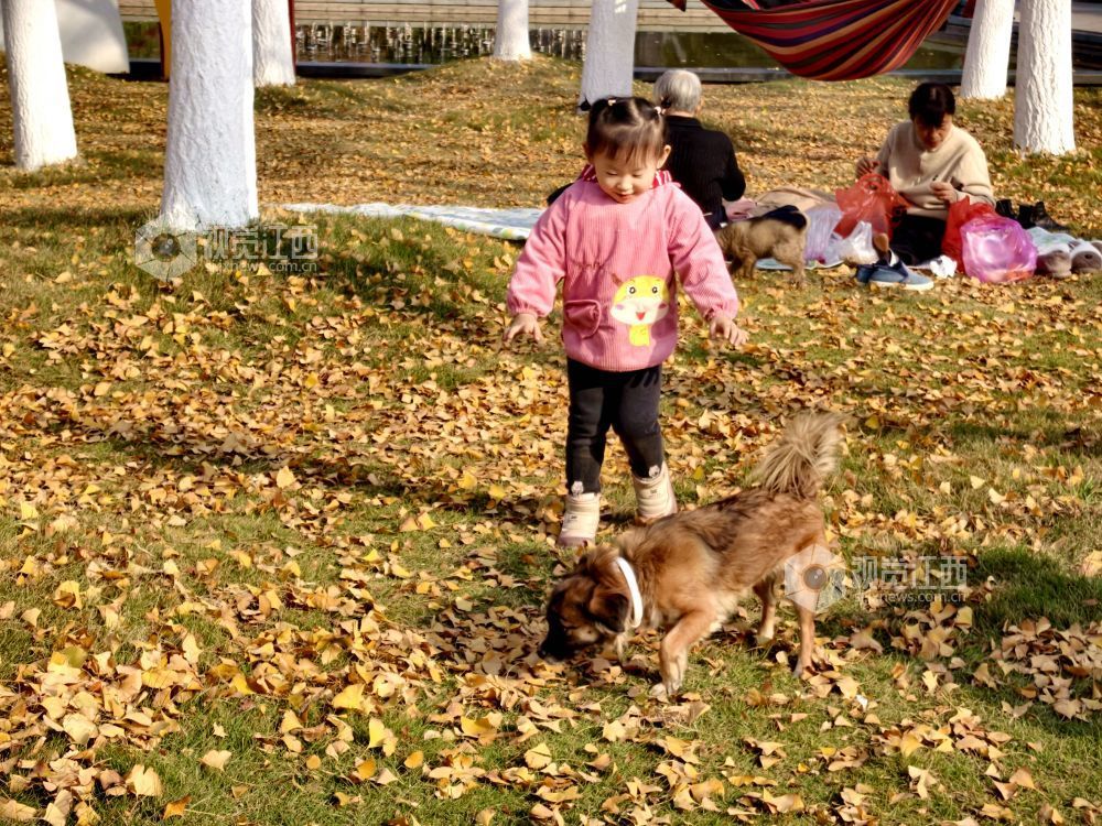 2025年12月6日，江西省分宜县钤山公园内，大小银杏树整齐排列，叶片在阳光的映照下闪烁着温暖的金色。慕名而来的游客和市民漫步其间，或驻足拍照，或与家人在落叶间嬉戏，尽享冬天的浪漫与惬意。