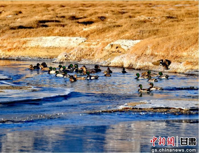 寒冬时节，在甘肃盐池湾国家级自然保护区内，湿地半覆薄冰，未冻的粼粼融水间，成群绿头鸭往来游弋。肃北县委宣传部供图