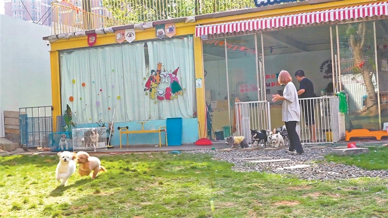 在南昌新势力文创公园“Puppy Puppy狗狗幼稚园”内,宠物狗正在接受训练。 本报全媒体记者 罗晋粤摄
