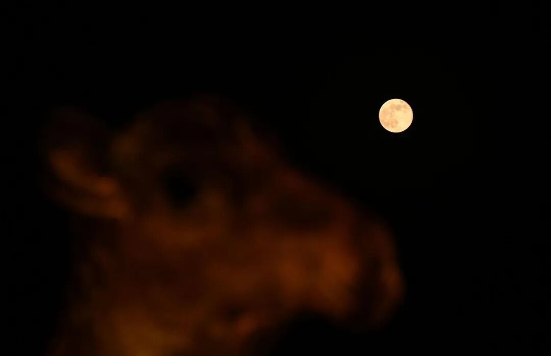 2025年12月5日晚，游客在敦煌市鸣沙山月牙泉景区赏月。