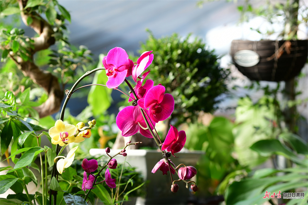 寒冬时节敦煌百花绽放引客来