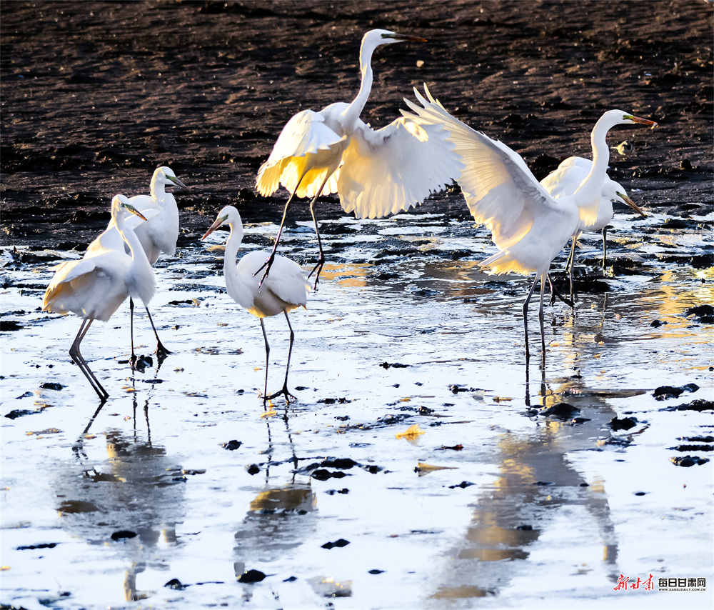 敦煌:白鹭党河边迎风舞