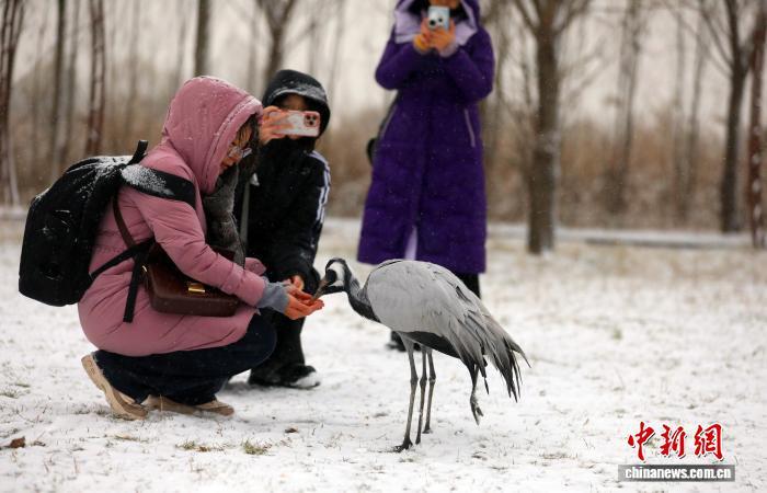 “京津冀最美湿地”衡水湖:银装素裹候鸟嬉雪