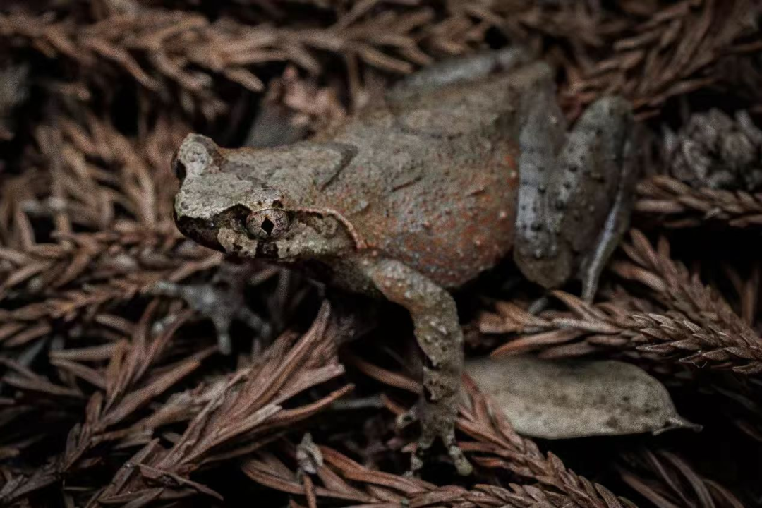 云雾角蟾匍匐在庐山高海拔针阔混交林的落叶上 摄影|沈德明