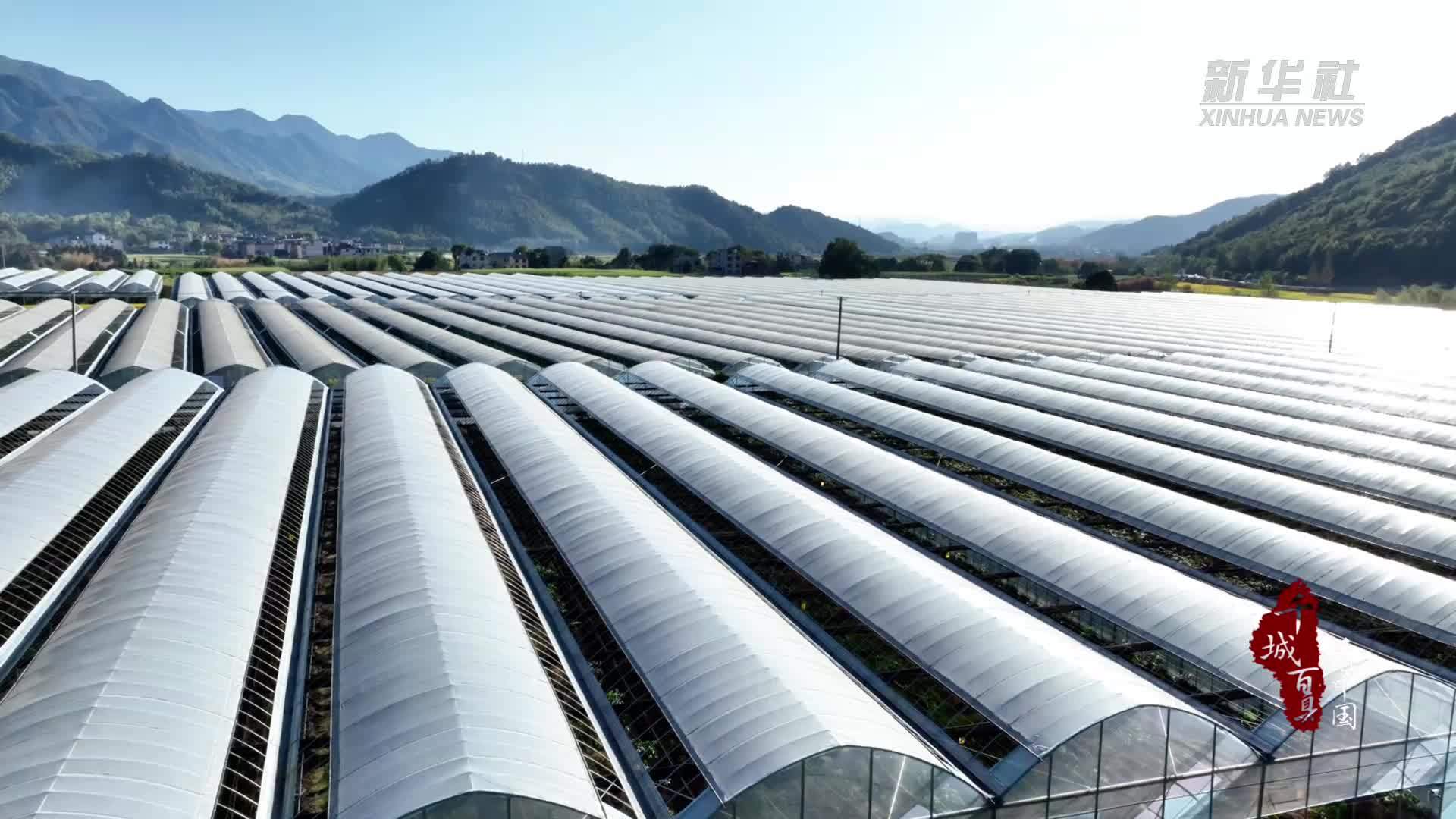 千城百县看中国丨福建松溪：“红美人”柑橘喜获丰收