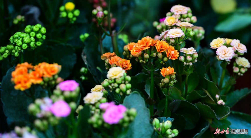 寒冬时节敦煌百花绽放引客来