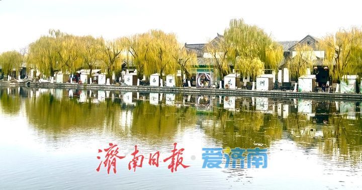 冬日限定：济南百花洲“金柳映湖”引客来