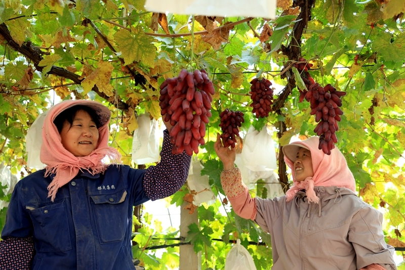 甘肃临泽甜蜜产业好丰景　开启冬日“萄”醉时光