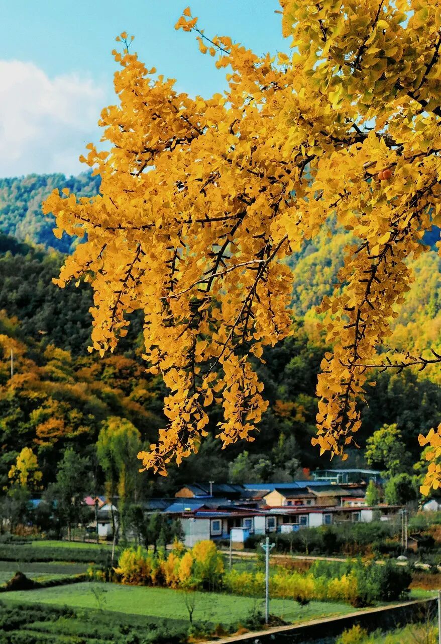 ▲一棵树就是一个盛大的秋天