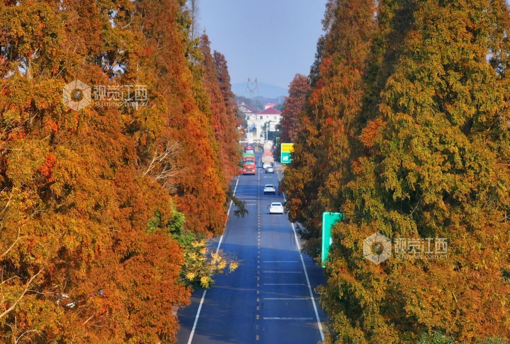 12月7日，江西省吉安市泰和县苏溪镇模山村四好农村公路，泛黄的行道树与笔直的柏油路相映成景，壮美如画。近年来，江西泰和县积极做好农村公路养护管理，种植行道树，绿化美化道路，打造路畅景美的生态景观公路。