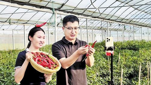 鸡泽县椒农直播卖辣椒。 田杏娇摄