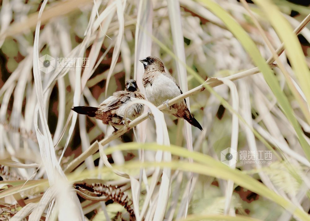 白腰文鸟时而欢快觅食，时而栖息枝娅间嬉戏，构成一幅和谐美丽的生态画卷。