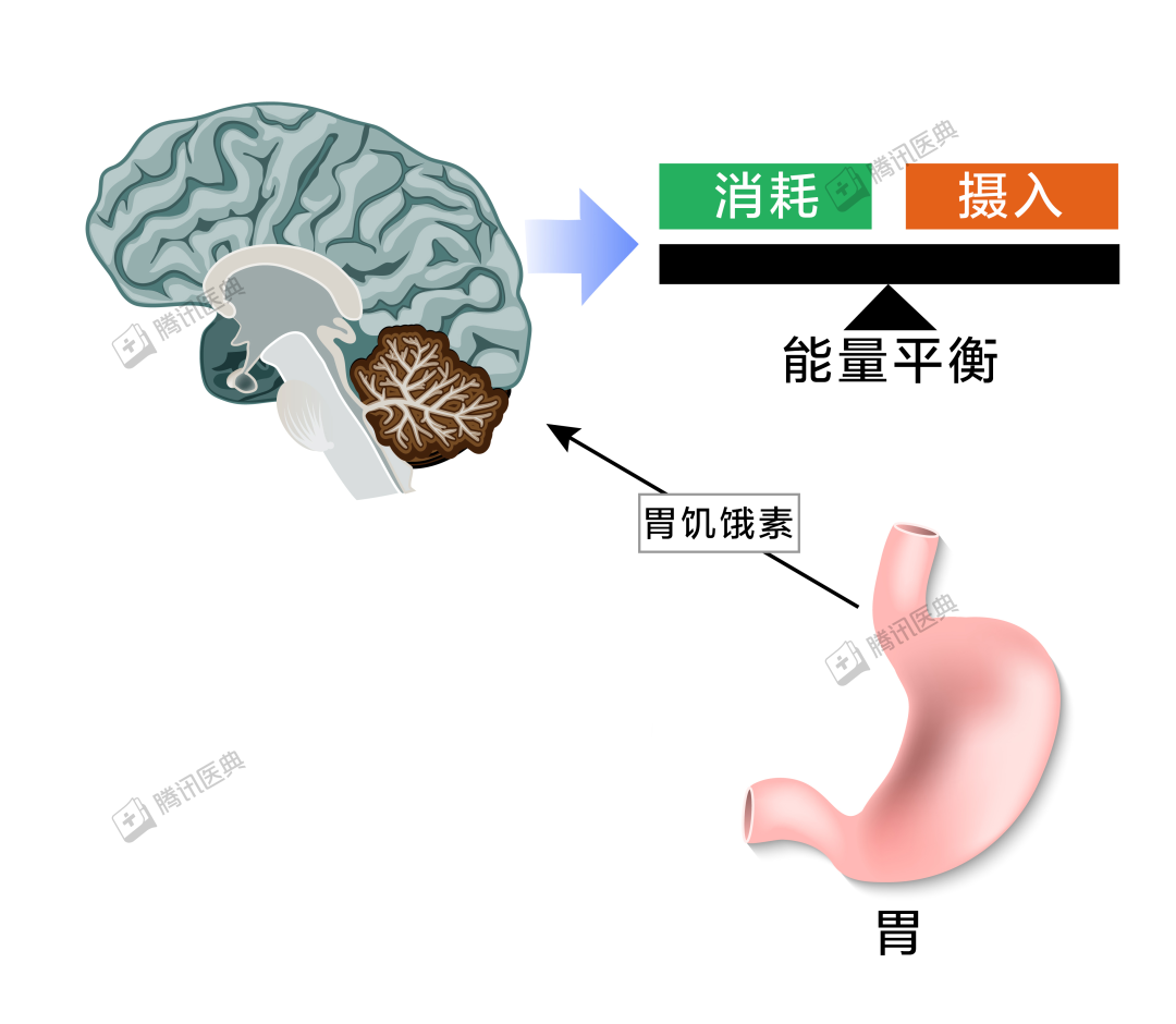 胃越撑越大、越饿越小？