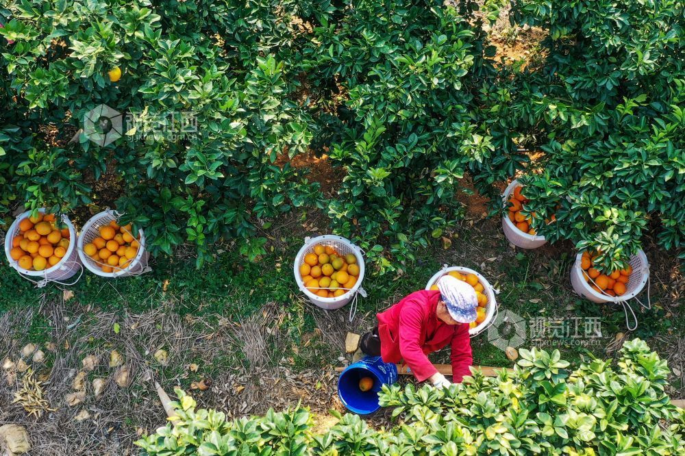 12月8日，江西省遂川县泉江镇大桥村“聚满源”农林综合生态园里， 农民在脐橙基地采摘脐橙。