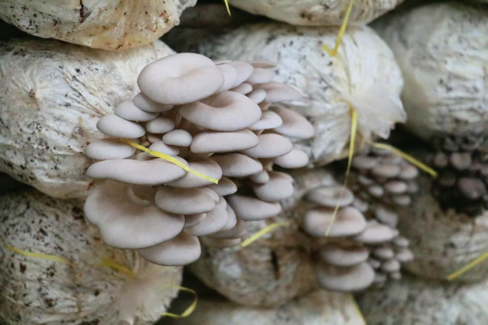 富口袋美生态,丰县“人大监督+公益诉讼”作用大!