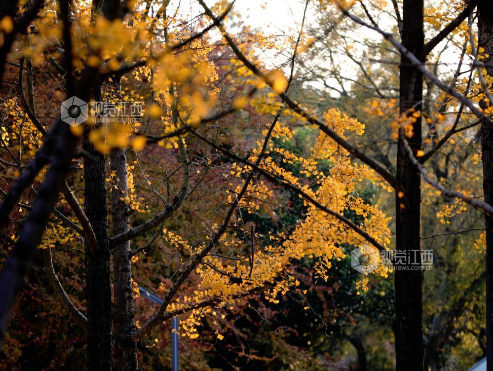 2025年12月6日，江西省分宜县钤山公园内，大小银杏树整齐排列，叶片在阳光的映照下闪烁着温暖的金色。慕名而来的游客和市民漫步其间，或驻足拍照，或与家人在落叶间嬉戏，尽享冬天的浪漫与惬意。