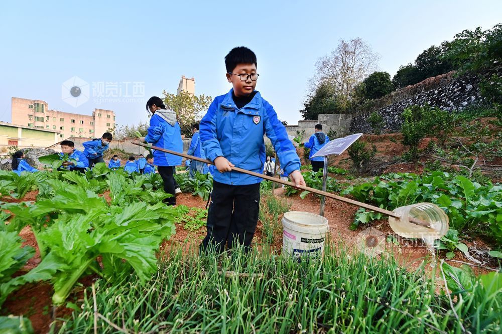 2025年12月10日，江西省宜春市万载县康乐实验学校的学生们在学校劳动教育实践基地劳作，让学生体会劳动之美。
