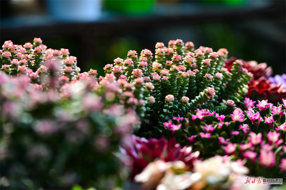 寒冬时节敦煌百花绽放引客来