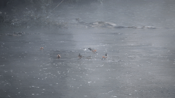 遂川湿地成“越冬酒店” 23只鸳鸯组团“度假”(图)