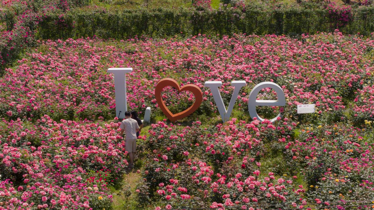 郭塘村的百畝月季園