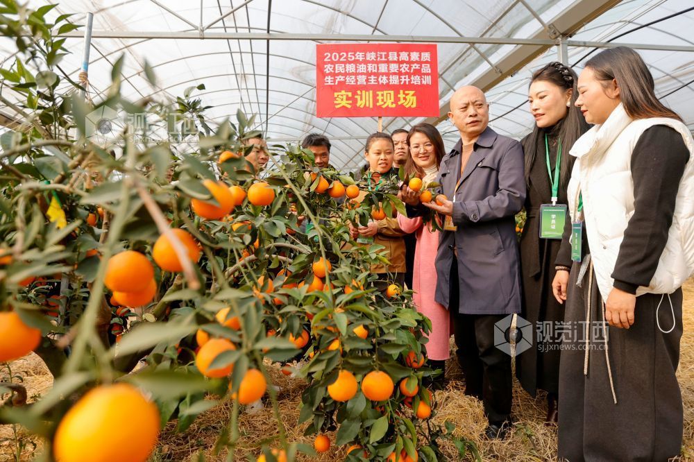 2025年12月9日，在江西省吉安市峡江县高素质农民实训基地，学员在学习果冻橙种植技术。