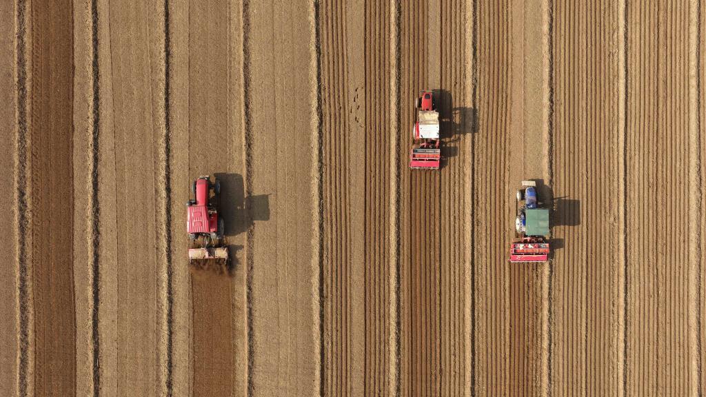 11月3日，农民在山东省聊城市茌平区博平镇播种冬小麦（无人机照片）。新华社发（赵玉国摄）