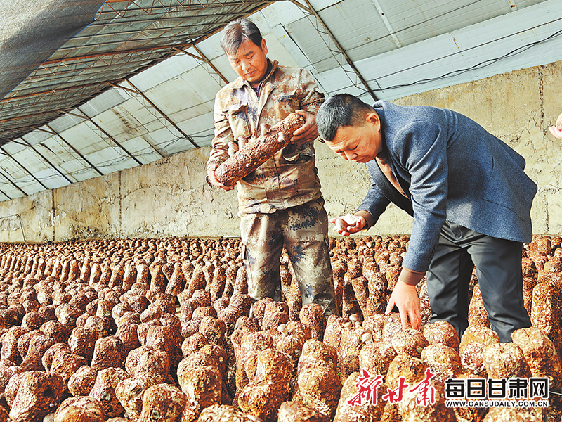 甘肃酒泉食用菌科技小院大棚种植的蘑菇　新甘肃&middot;甘肃日报记者　徐俊勇