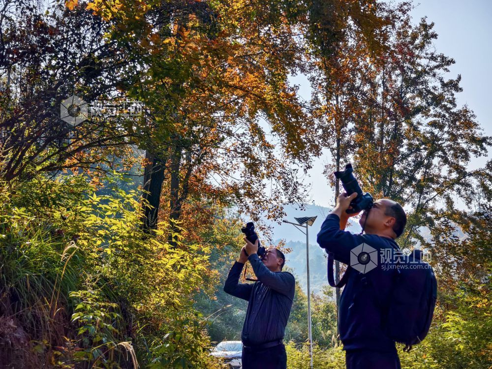 遂川县：冬韵浓时枫叶红（图）