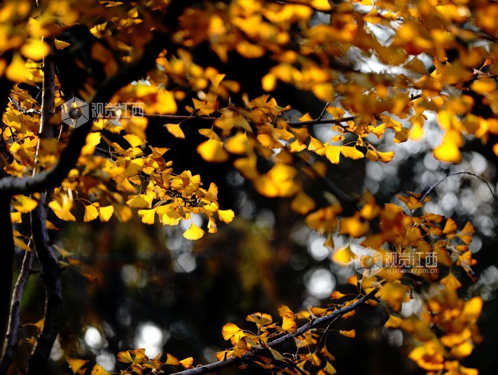 2025年12月6日，江西省分宜县钤山公园内，大小银杏树整齐排列，叶片在阳光的映照下闪烁着温暖的金色。慕名而来的游客和市民漫步其间，或驻足拍照，或与家人在落叶间嬉戏，尽享冬天的浪漫与惬意。