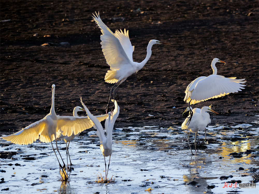 敦煌:白鹭党河边迎风舞
